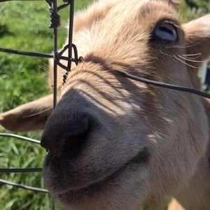 Meet your Posher, Destiny